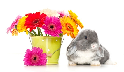Conejo de Pascua con flores